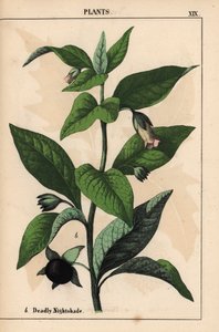 beladona mortal   , de "The Instructive Picturebook, or Lessons from the Vegetable World," [Charlotte Mary Yonge], Edimburgo de English School