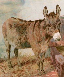 Caro Old Neddy de English School