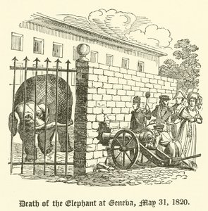 Morte do elefante em Genebra, 31 de maio de 1820 de English School