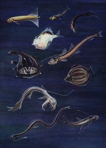 Peixes de alto mar (lito colorido) de English School