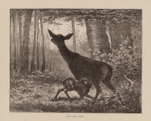 Hirsch und Rehkitz (Gravur)