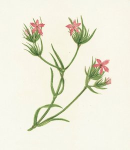 Deptford Pink, Dianthus Armeria de English School