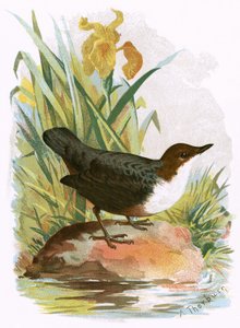Dipper