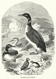 Mergulhadores e papagaios-do-mar (gravura) de English School