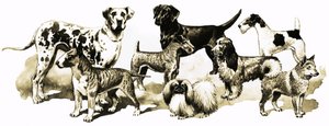 Cães de English School