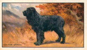Cães: Cocker Spaniel (litografia a cores) de English School