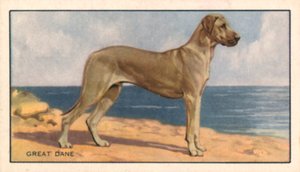 Cães: Dogue Alemão (litografia a cores) de English School