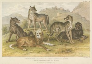 Cães e lobos (gravura colorida) de English School