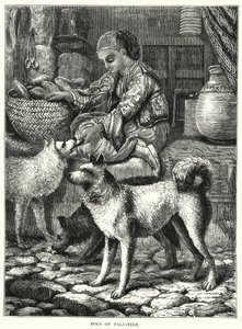 Dogs of Palestine (gravura) de English School