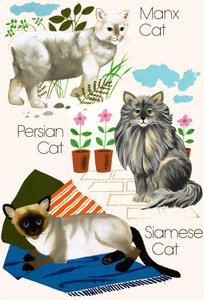 Gatos domésticos de English School