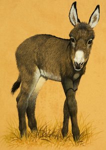 Potro de burro de English School