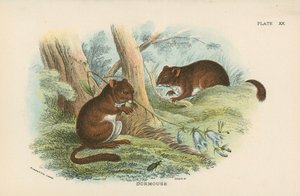 Dormouse de English School