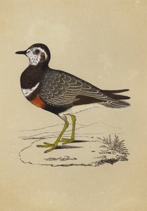Dotterel (cor litho) de English School