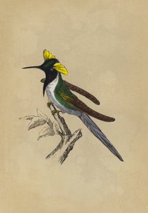 Beija-flor duplo (cor litho) de English School
