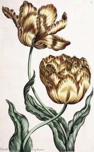 Duplo Oriflamme, 1759 de English School