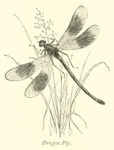 Mosca do dragão de English School