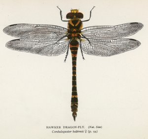 Libélulas: Mosca-dragão Hawker (litografia a cores) de English School