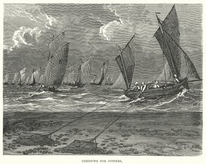 Dragagem de ostras (gravura) de English School