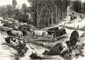 Driving Cattle in Australia, c.1880, de &39;Australian Pictures&39; de Howard Willoughby, publicado pela Religious Tract Society, Londres, 1886 de English School