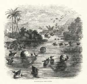 Caça ao pato com cabaças (gravura) de English School