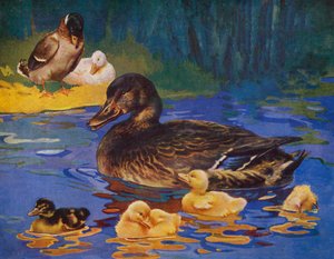 Patos e patinhos (lito a cores) de English School