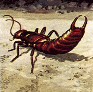 Earwig de English School