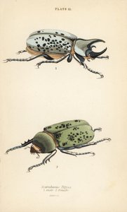 Escaravelho Hércules oriental, Dynastes tityus, macho 1, fêmea 2 de English School