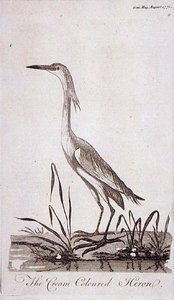 Egret, da 