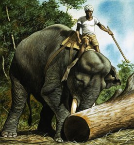 Log de rolamento de elefante