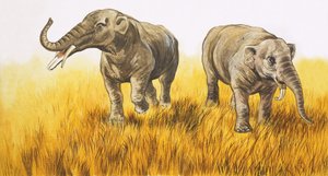 Elefantes