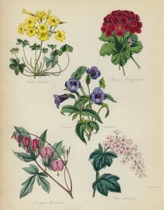 Inglês jardim de flores: Oxalis see é único Pelargonium, Torenia asiatica, Dielytra Alocasia, Ribes Albidum de English School