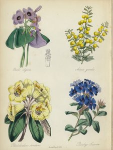 Jardim de flores inglês: Oxalis elegans, Acacia grandis, Rhododendron lanatum, Plumbago Larpentae (litografia a cores) de English School