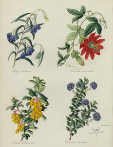 Jardim de flores inglês: Sollya linearis, Tacsonia manicata, Berberis Darwinii, Ceanothus dentatus (litografia a cores) de English School