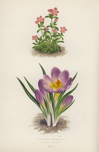 Erythraea Aggregata; Crocus Sieberi (litografia a cores) de English School
