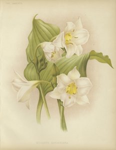 Eucharis sanderiana