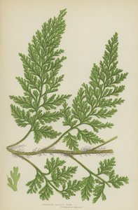 Ferna de cerdas europeias (cor litho) de English School