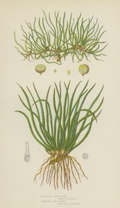Quillwort Europeu, Creeping Pill-Wort (cor litho) de English School