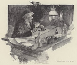Exame de uma enorme traça (gravura) de English School
