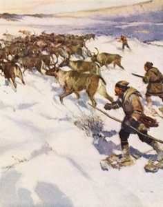 O fator John McLean a reunir uma manada de caribus no Labrador para a Hudson