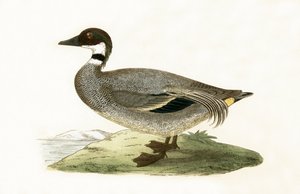 Teal falcado, ilustração de "Uma História das Aves da Europa Não Observadas nas Ilhas Britânicas", de Charles Robert Bree (1811-1886), publicado em 1867 de English School