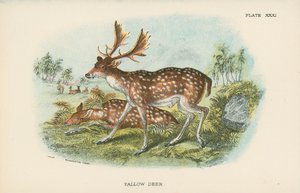 Gamo de English School