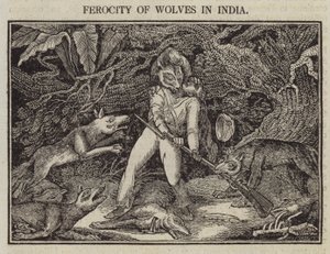 Ferocidade dos Lobos na Índia (gravura) de English School
