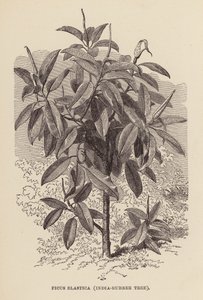 Ficus Elastica, árvore de borracha da Índia (gravura) de English School