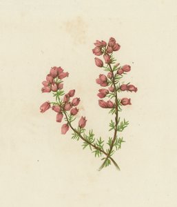 Urze de folhas finas, Erica Cinerea (litografia a cores) de English School