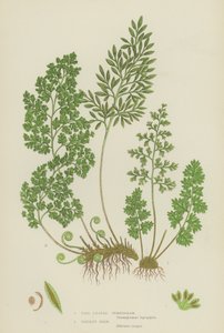 Fine Leaved Gymnogram, Parsley Fern (cor litho) de English School