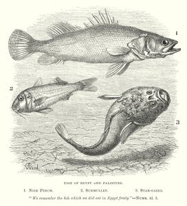Peixes do Egito e da Palestina (gravura) de English School