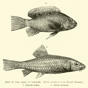 Peixe do Lago da Galiléia de English School
