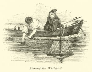 Pesca para o Whitebait de English School