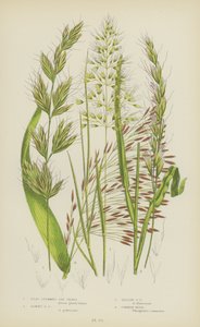 Erva de aveia de haste plana, erva de aveia felpuda, erva de aveia amarela, junco comum (litografia a cores) de English School
