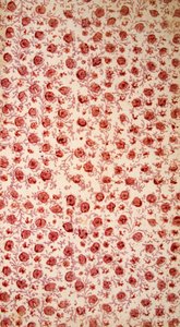 Gravura colorida à mão na folha de guarda floral. de English School